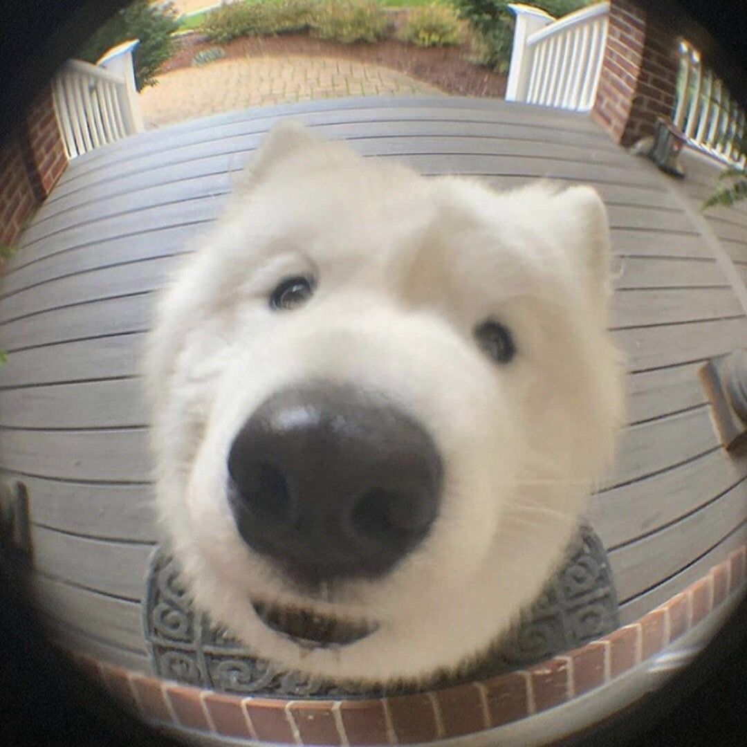 霜月,南瓜月 霜月,南瓜月