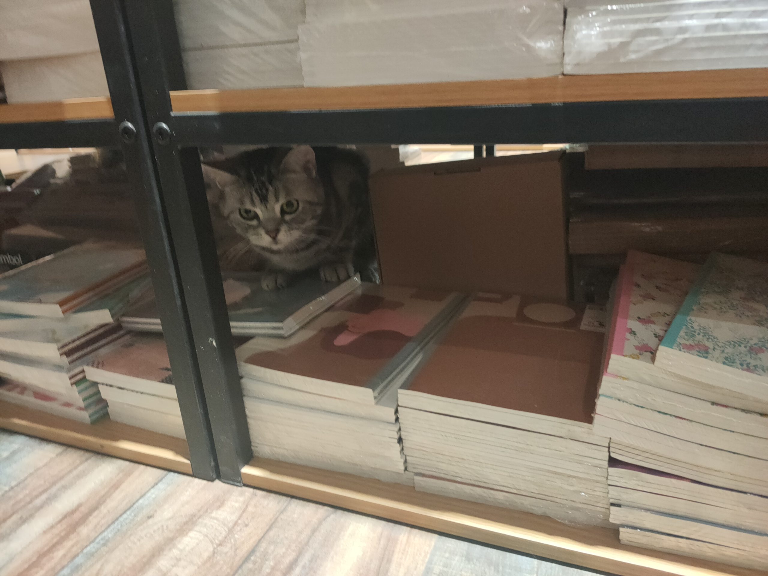 有认识它的吗! 有认识它的吗!