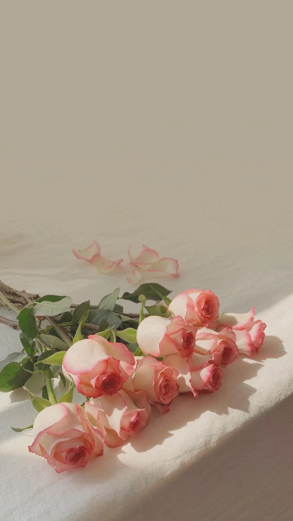 用户头像-幼稚园复古收藏家