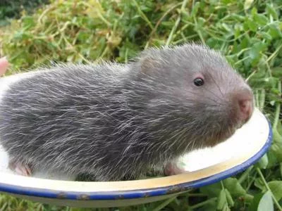 用户头像-可爱竹鼠