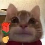 用户头像-香蕉猫立了起来