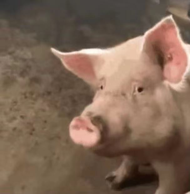 用户头像-叫老豪