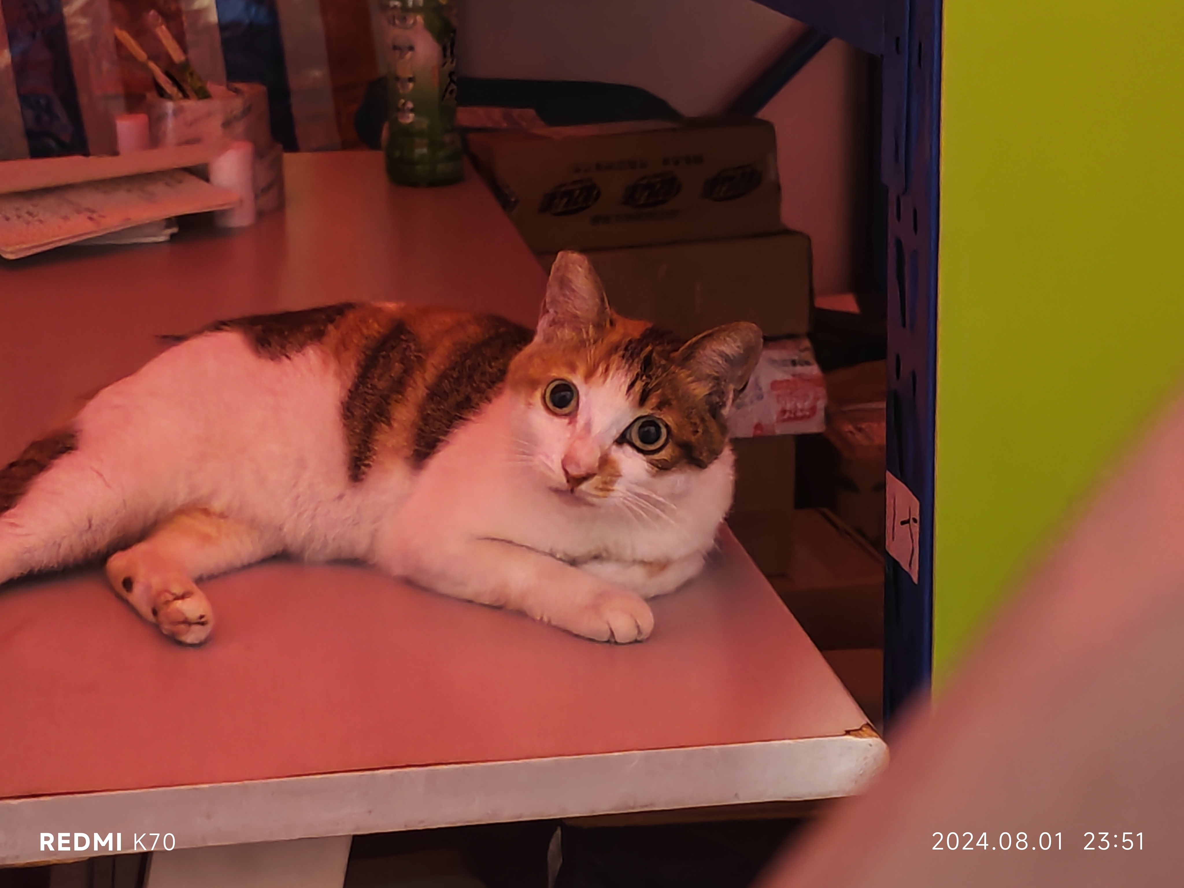 用户头像-不吃猪肉的海皇