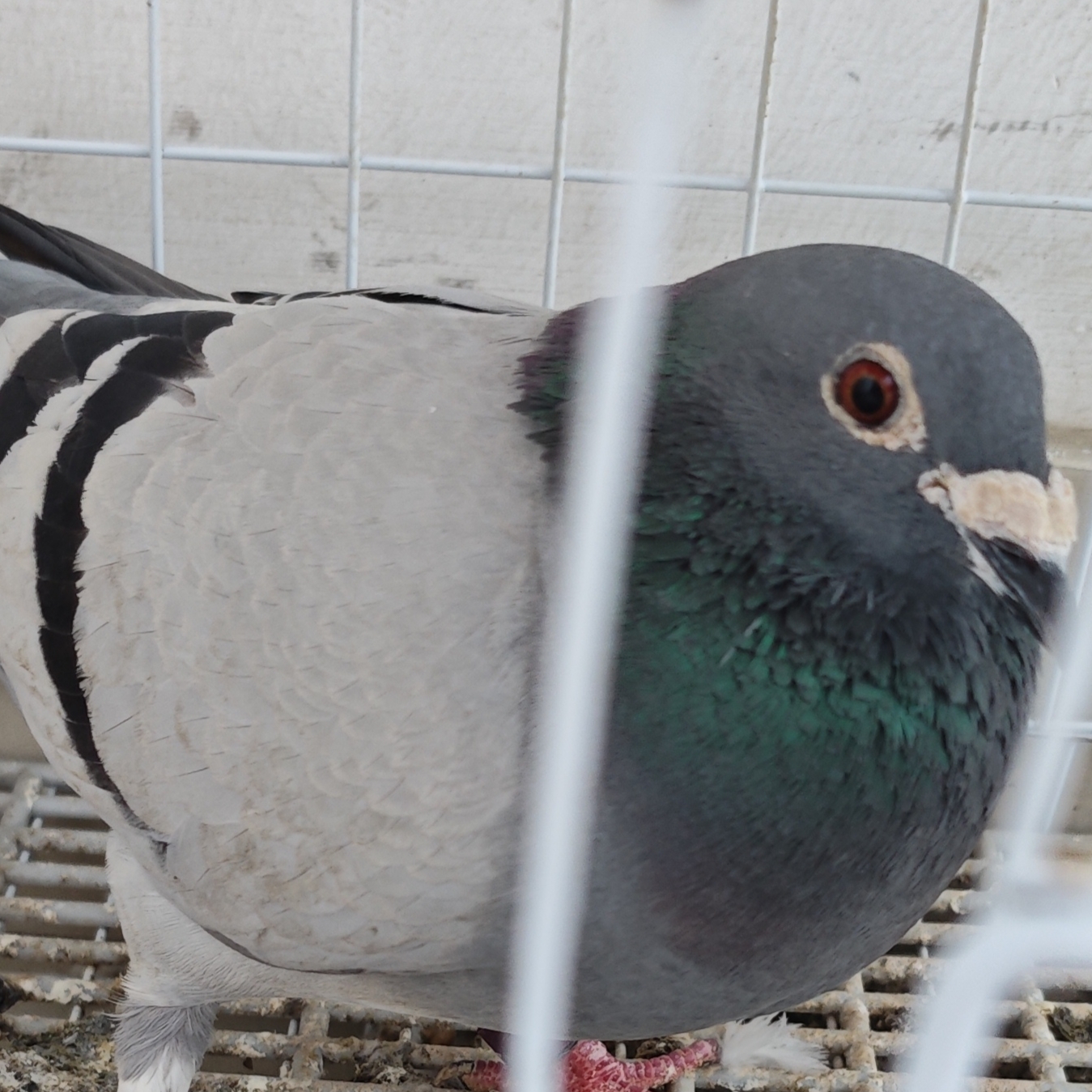 用户头像-彳系禾