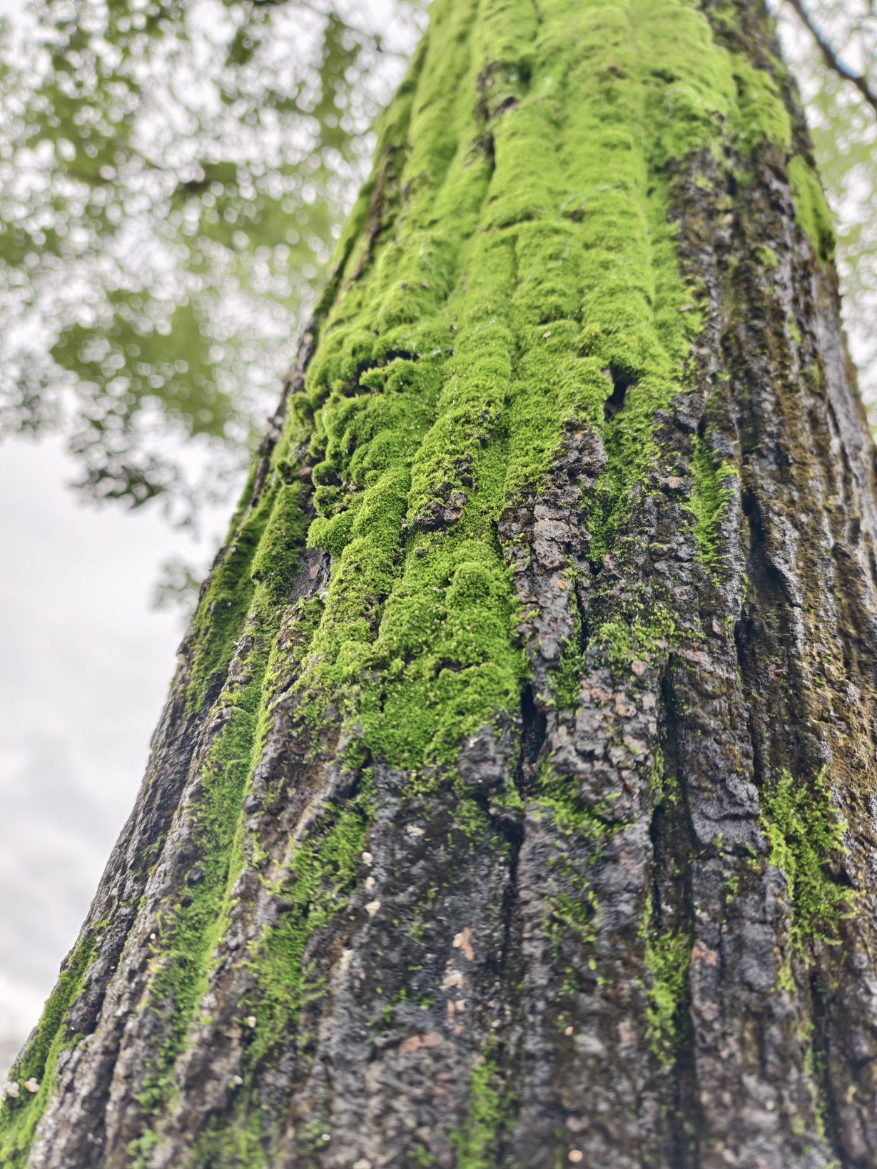 用户头像-Nebulase